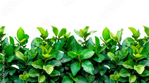 Close Up of a Vibrant Green Bush
