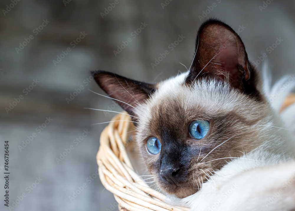 Cute kitten siamese cat indoor