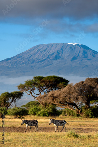 Grant's zebra, Equus quagga boehmi in Amboseli national park