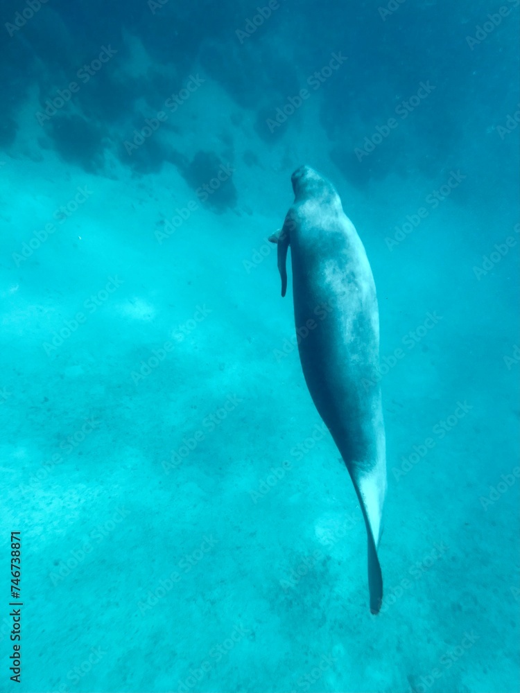 Obraz premium manatee