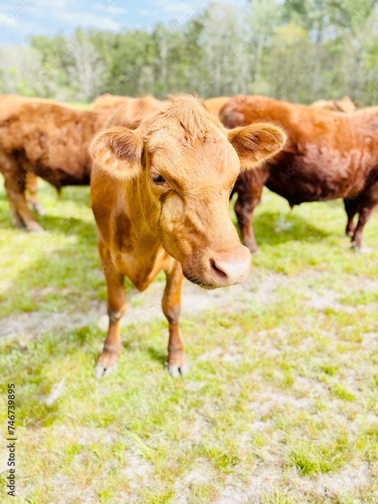 Fototapeta premium cow