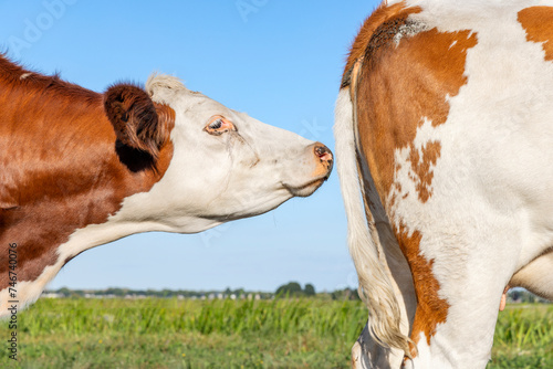 Bilde på lerret Cow on heat, in season and fecond, smelling on the back of red and white fertile