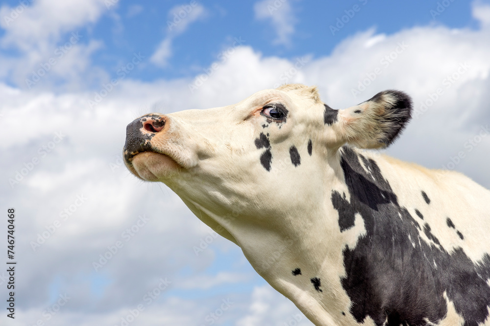 Cow looking arrogant head up, chin raised, black and white, blue sky