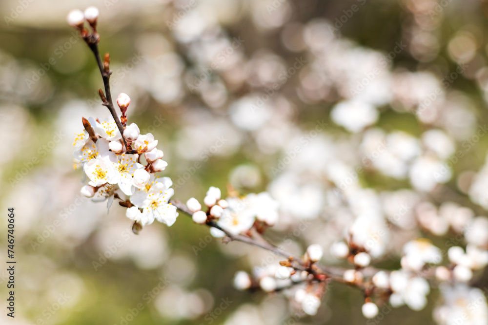 blossom spring cherry, peach trees in park or garden.small little flowers on branches against sky.sun is shining through.one flower attached by trunk.easter is coming blossom spring cherry, peach trees in park or garden.small little flowers on branches against sky.sun is shining through.one flower attached by trunk.easter is coming