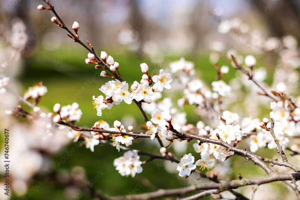 blossom spring cherry, peach trees in park or garden.small little flowers on branches against sky.sun is shining through.one flower attached by trunk.easter is coming blossom spring cherry, peach trees in park or garden.small little flowers on branches against sky.sun is shining through.one flower attached by trunk.easter is coming
