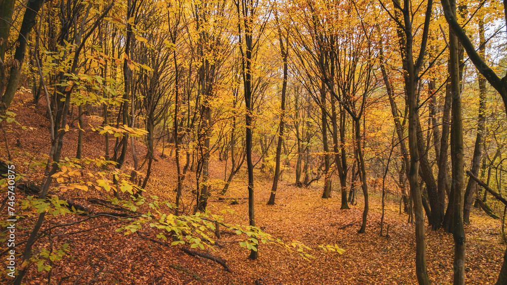 Naklejka premium Picturesque autumn landscape far in the wilderness. Vast multicolored forest in sunny weather