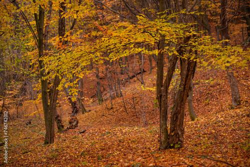 Picturesque autumn landscape far in the wilderness. Vast multicolored forest in sunny weather