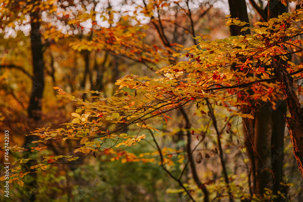 Picturesque autumn landscape far in the wilderness. Vast multicolored forest in sunny weather Picturesque autumn landscape far in the wilderness. Vast multicolored forest in sunny weather