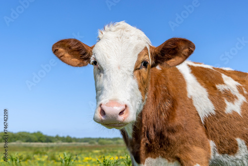 Cow and gadfly ear tag, cute eyes and pink nose, lovely red and white, young and cute, a blue sky © Clara