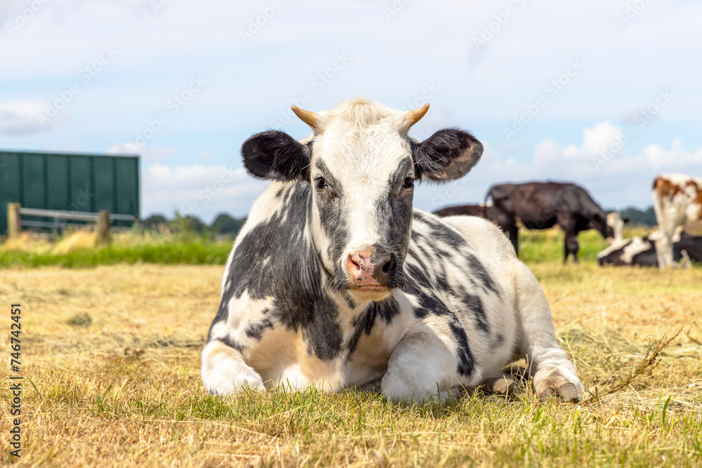Beef cow lying, ruminating belgian blue, horned, in a parched field, looking cute and happy