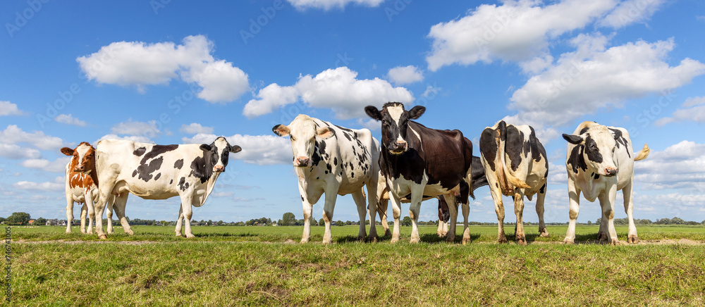 Pack cows standing in a field, a panoramic wide view