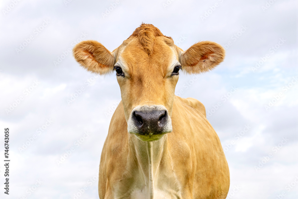 Jersey cow, headshot, black nose brown coat, looking at camera, blue cloudy sky Jersey cow, headshot, black nose brown coat, looking at camera, blue cloudy sky