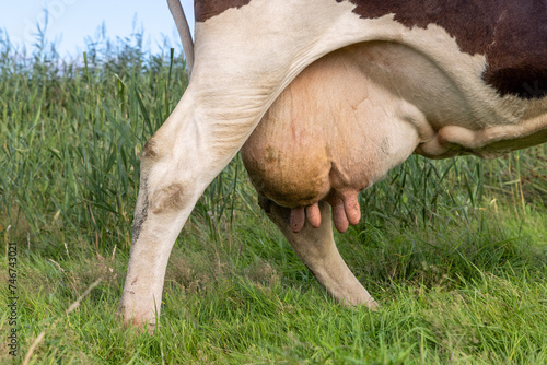 Udder cow and teat close up, pink large mammary veins