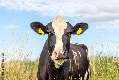 Canvas Print Cow looking in grass field, black and white, a blue sky