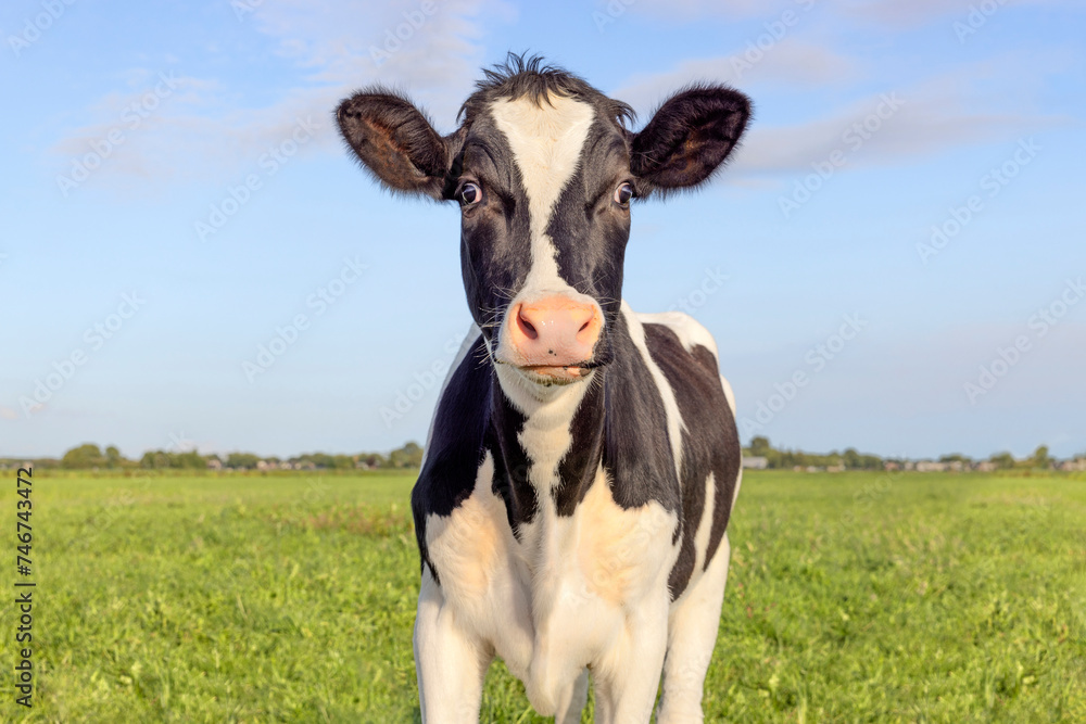 Funny cow surprised in green field, looking in front, and a blue sky