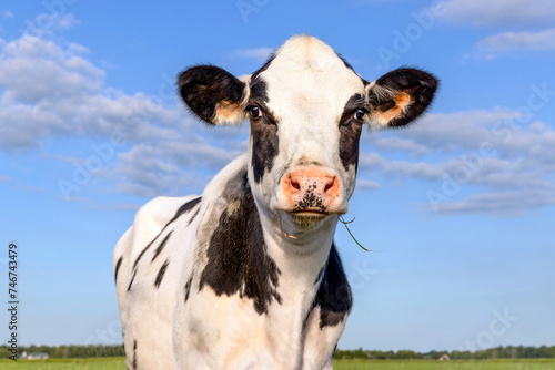 Young cute cow, eye contact and authentic, black and white, a blue sky