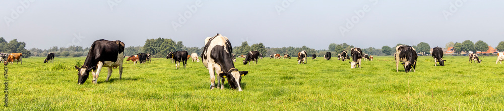 Cows grazing in a field, a herd and a wide panoramic view