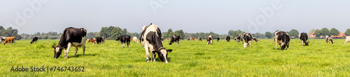 Cows grazing in a field  a herd and a wide panoramic view