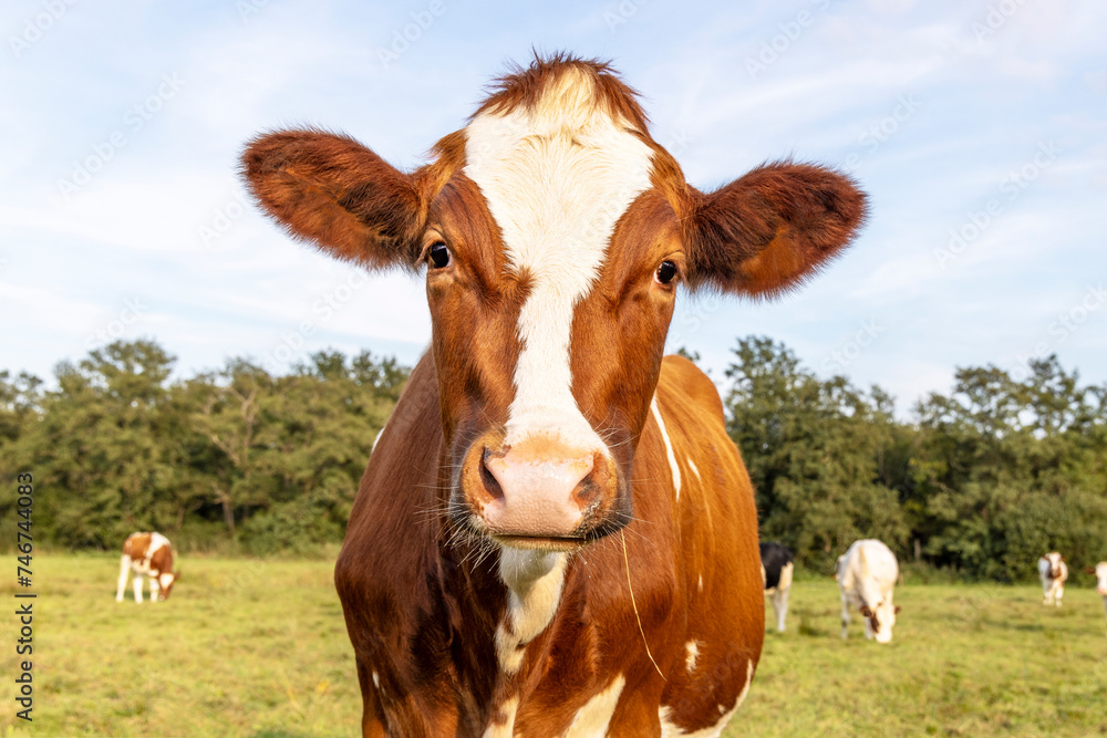 Curious cow, oncoming head approaching, red and white