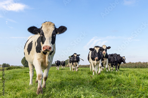 Cow calf approaching, towards and oncoming in a group