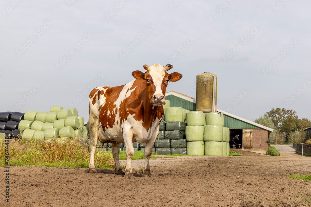 Cow and farm, horned red and white cow looking, in front of bales of hay, wrapped in green plastic