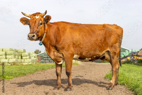 Brown horned cow standing sassy on a farm path, blue sky and green grass