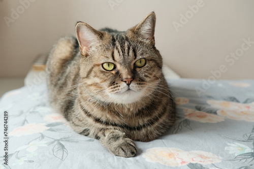 Domestic tabby grey cat lying on bed. Cat relax on the bed at home.
