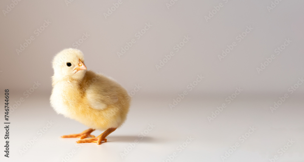 Wielkanocny kurczaczek - życzenia wielkanocne, pisklę, uroczy kurczaczek - obrazy, fototapety, plakaty 