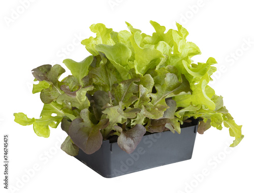 Tableau sur toile Barquette de plants de salade batavia