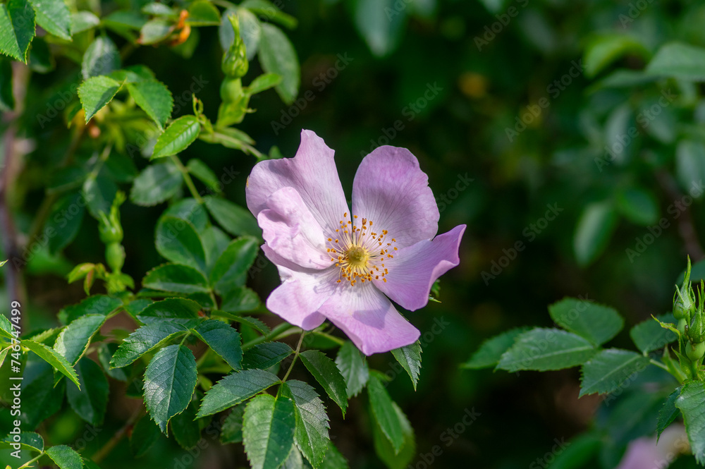 Dog rose Rosa canina light pink flowers in bloom on branches, beautiful wild flowering shrub