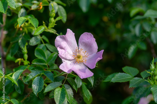 Obraz na płótnie Dog rose Rosa canina light pink flowers in bloom on branches, beautiful wild flowering shrub w salonie