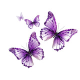 Soaring purple butterflies on white or transparent background