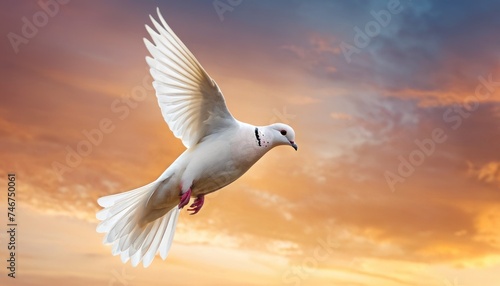 a white bird flying in the air with a sunset in the back ground and clouds in the sky behind it.