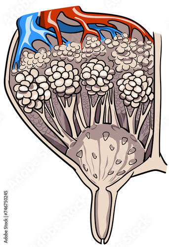 Cattle udder or bovine udder veterinary anatomy image of a cut bovine udder with mammary alveoli, milk ducts, mammary cistern of the interior structure photo