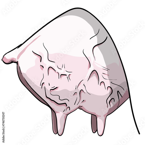 Cattle udder or bovine udder exterior structure with breast sources veterinary