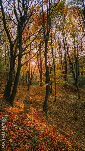 A beautiful autumn landscape with a huge colorful forest in a warm sunlight. Astonishing view into the woods colored in golden and yellow during fall season