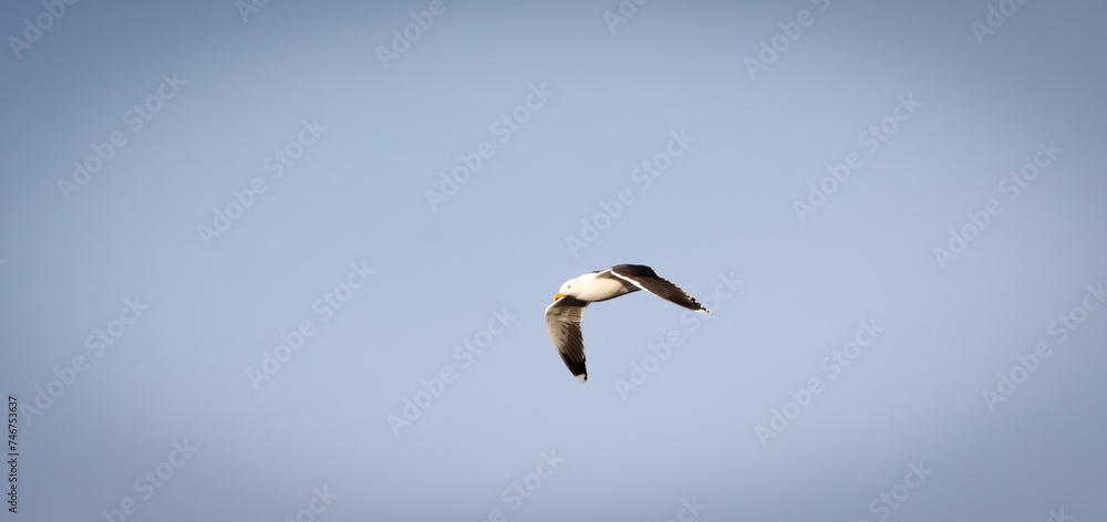 Obraz premium seagull in flight