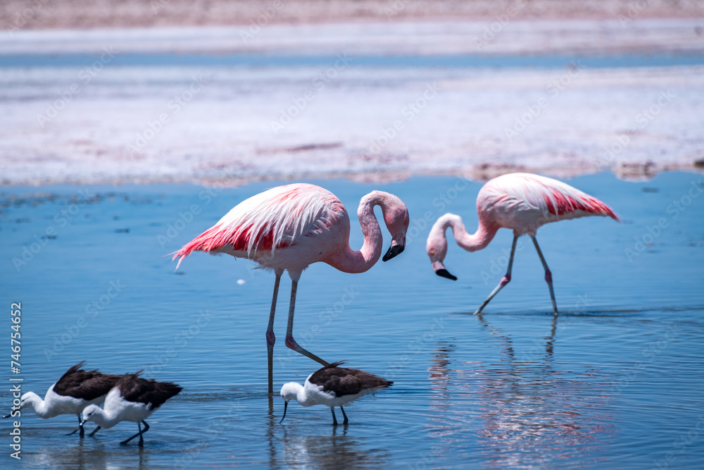 Flamingos in the Atacama salt flat, Chile