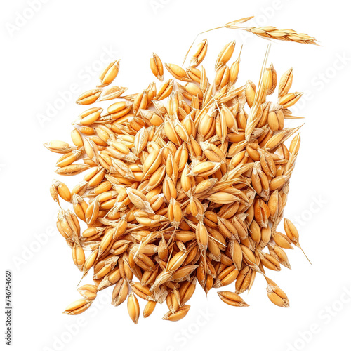Wheat grains on white or transparent background