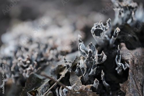 Xylaria hypoxylon mushroom on black soil