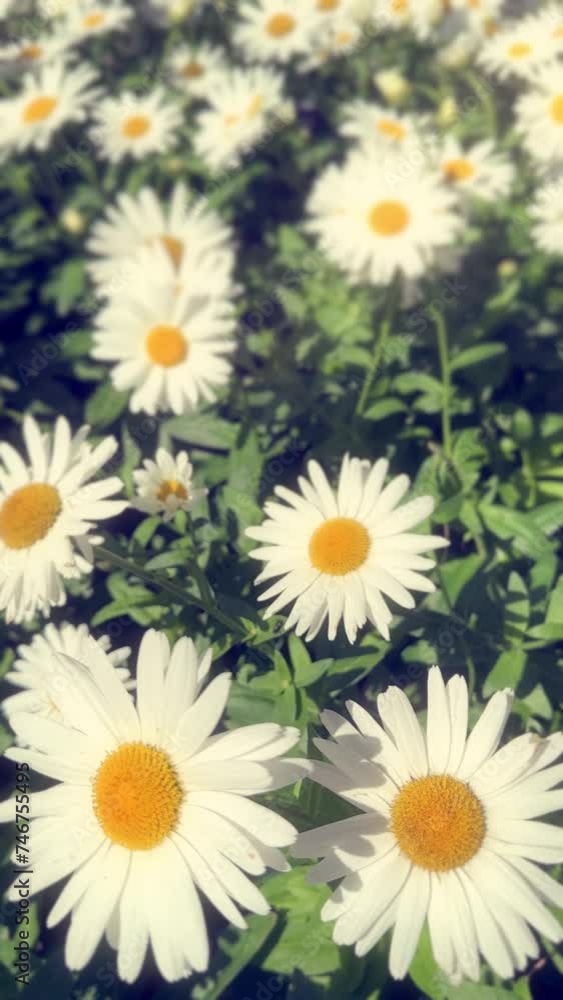 Vertical video of daisies flowers on a sunny day of summer or spring Vertical video of daisies flowers on a sunny day of summer or spring