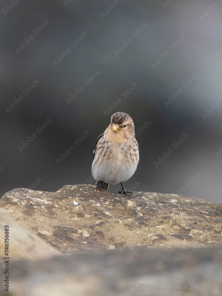 Fototapeta premium Twite, Linaria flavirostris