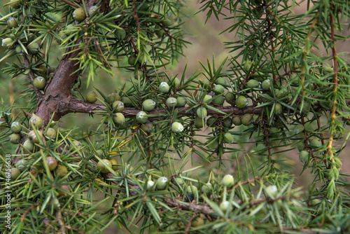 Juniper berries on a branch close-up. photo