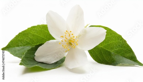 single jasmine flowers isolated
