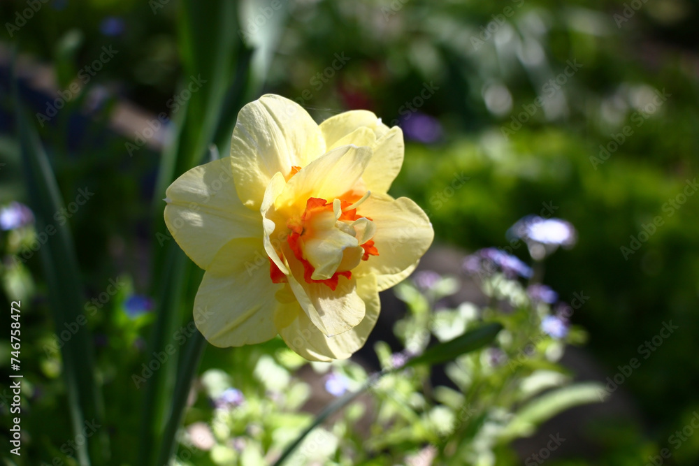 Sunny spring day.Narcissus flower difficult under the form and color. A background from leaves different plants with an indistinct contour.