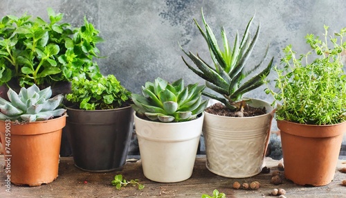 pots with indoor plants succulent green herbs photo