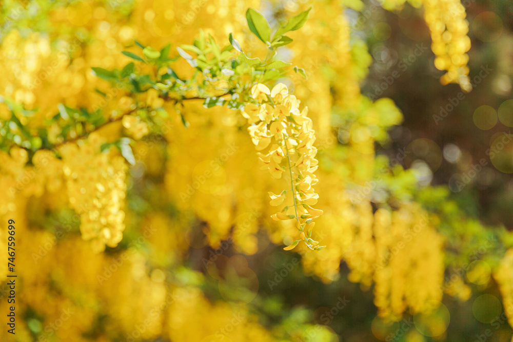 Cascade of vibrant yellow laburnum flowers in the warm spring sunshine, their delicate petals glistening as they dangle amidst fresh green leaves, creating colorful display of natures seasonal beauty Cascade of vibrant yellow laburnum flowers in the warm spring sunshine, their delicate petals glistening as they dangle amidst fresh green leaves, creating colorful display of natures seasonal beauty