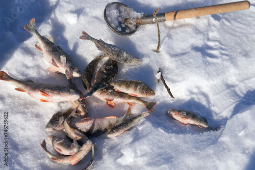 Ice fishing.  Caught fish on the snow. Copy space.