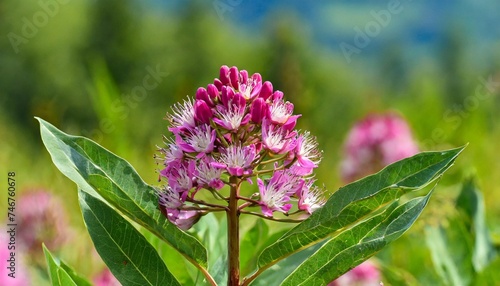 swamp milkweed wildflower medicinal plant