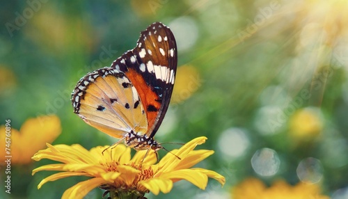 bright butterfly on yellow flowers in a garden summer wonderland fantastic card © Seamus